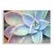 Stupell Industries Succulent Plant Vibrant Bloom Painting Wood Wall Plaque